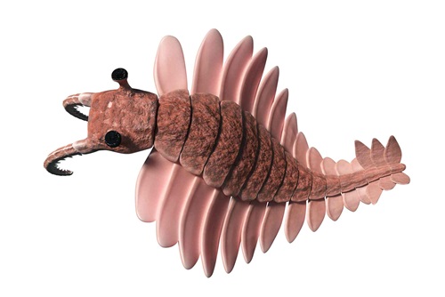 rendering of Anomalocaris canadensis on white background