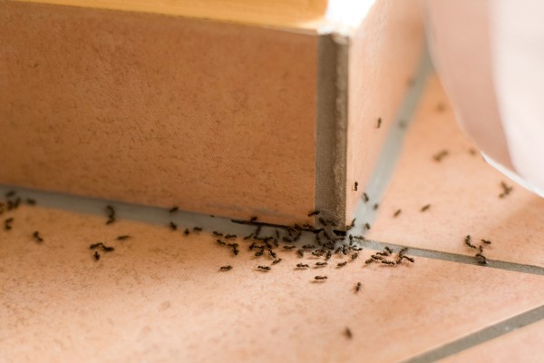 a cluster of ants on tiled floor