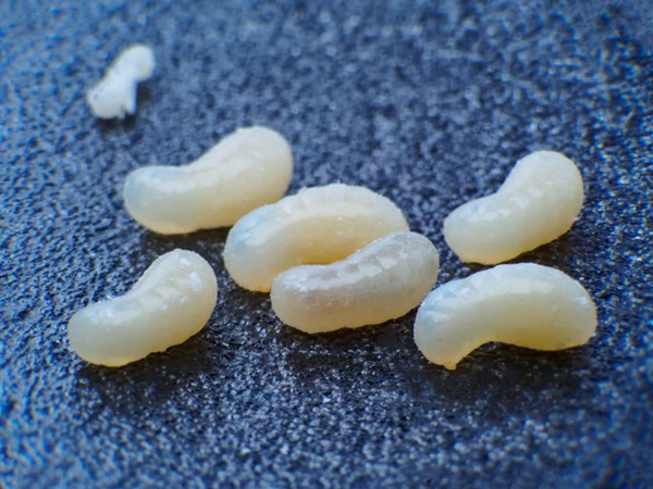 ant eggs