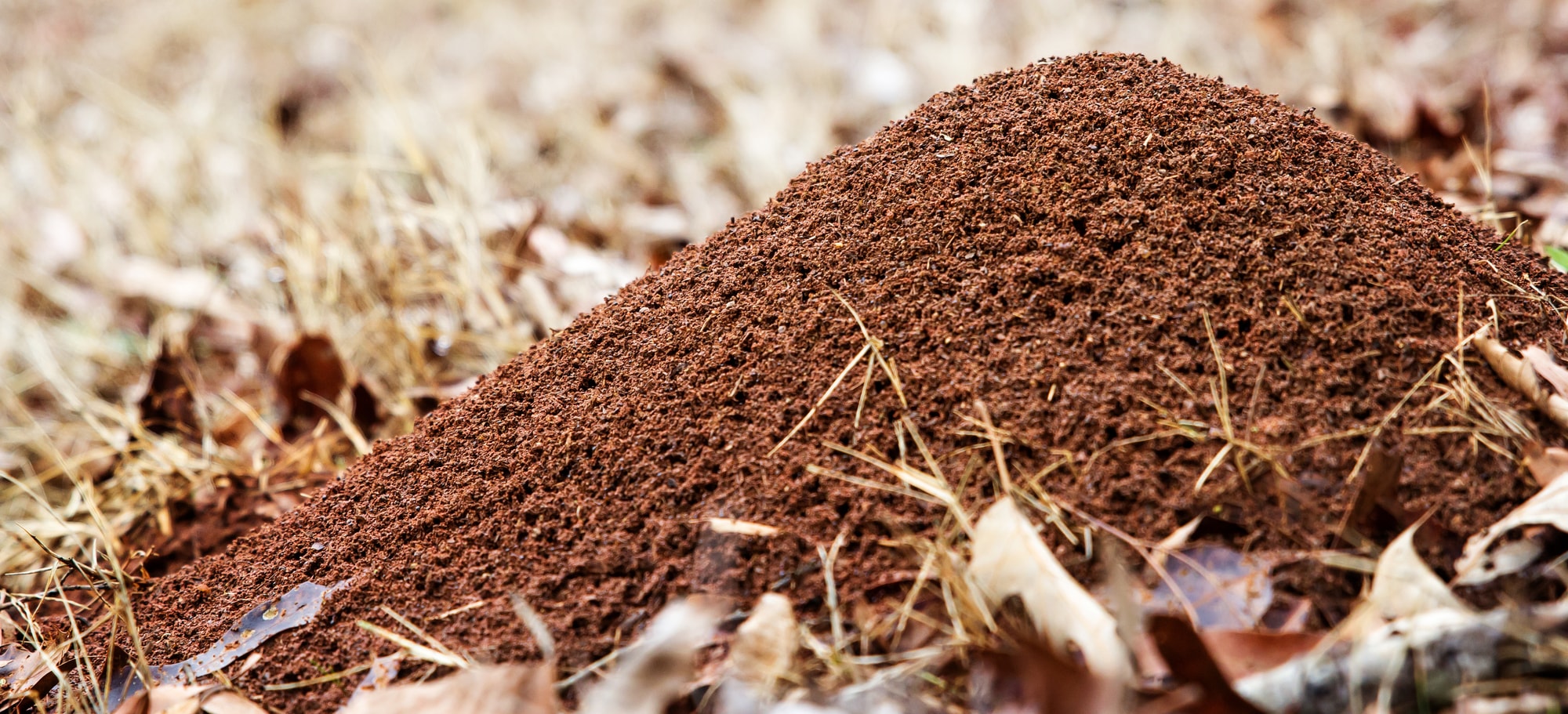 ant hill
