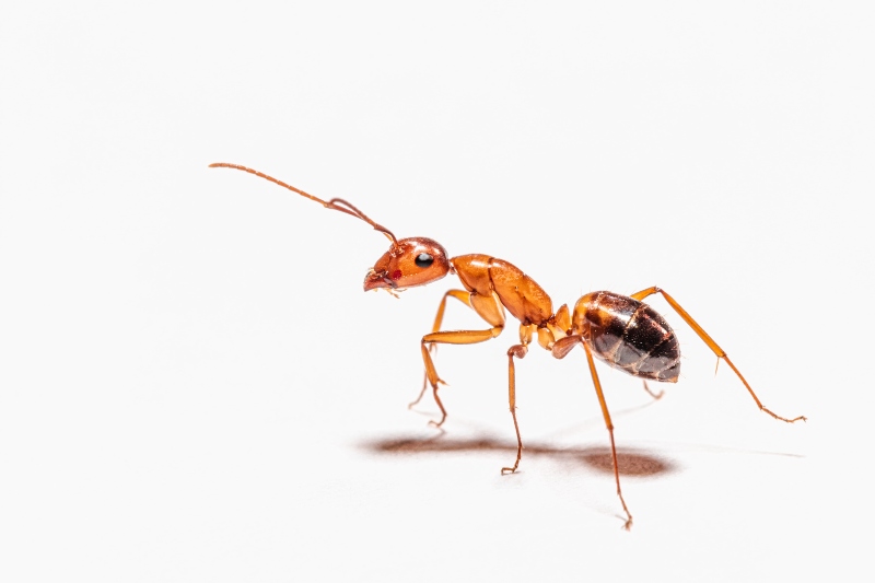 adult ant