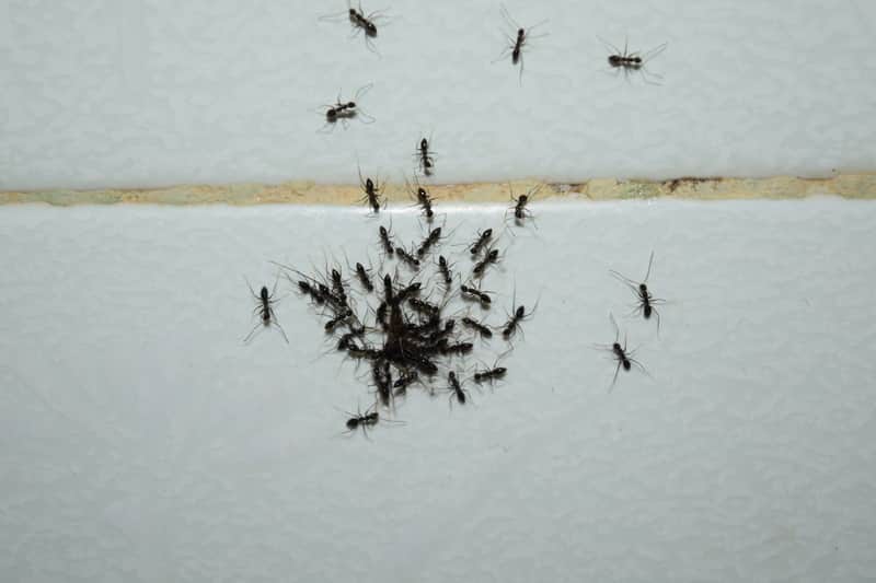 ants in bathroom