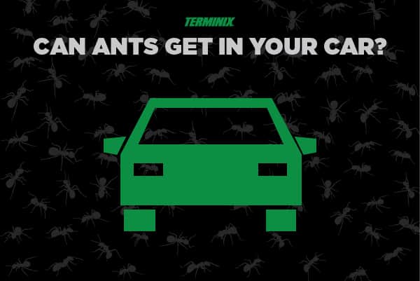 ants in car