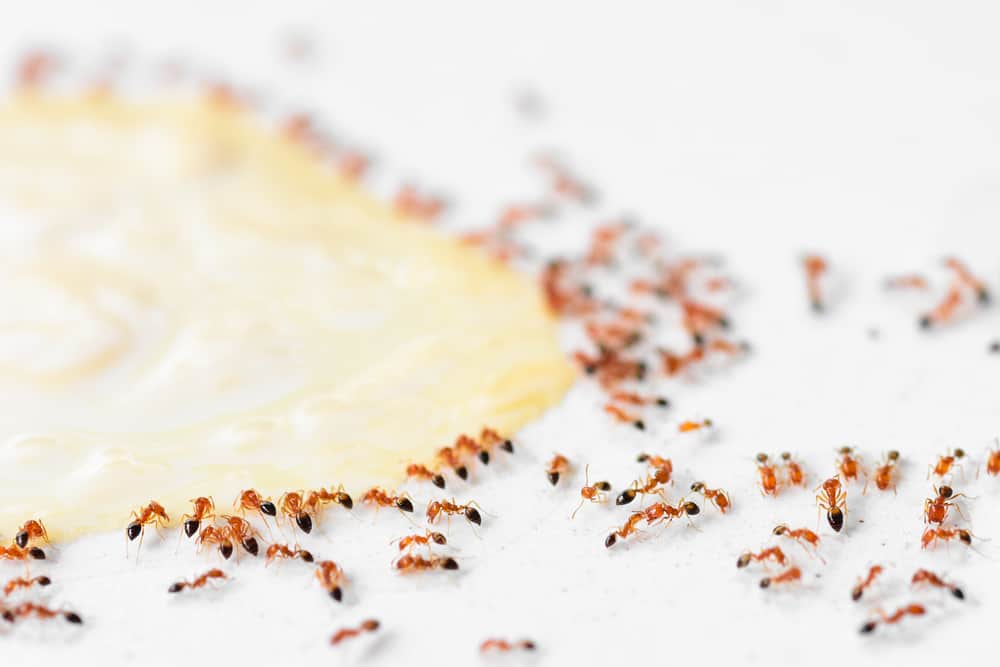 ants crawling in kitchen