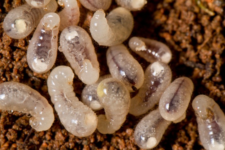 ant larvae
