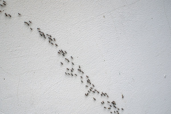 ants marching in a line on a white background