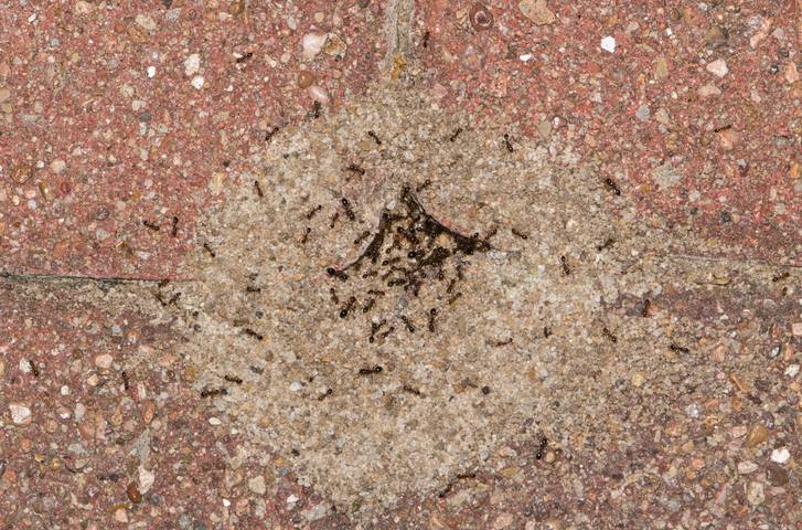 ant nest in bricks