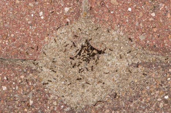 ant nest in bricks