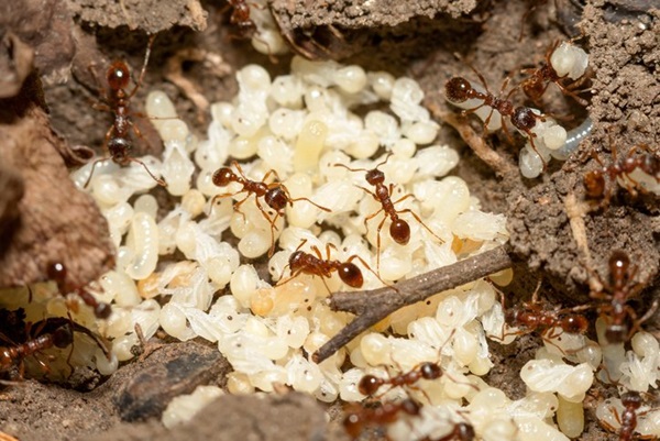 cluster of ant pupae