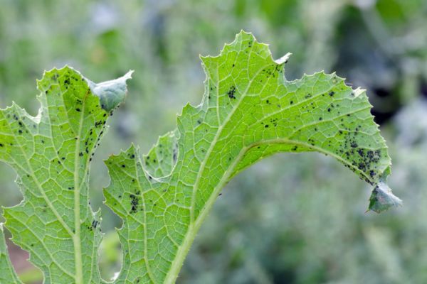 Leaf eaten by aphids