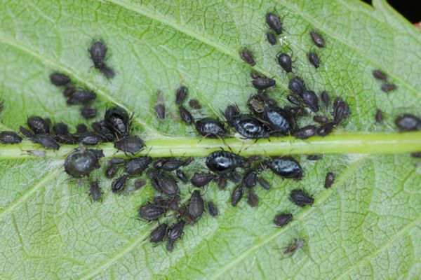 Aphids on a leaf