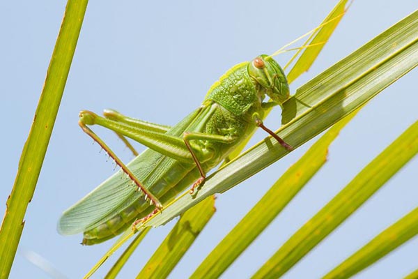 grasshopper