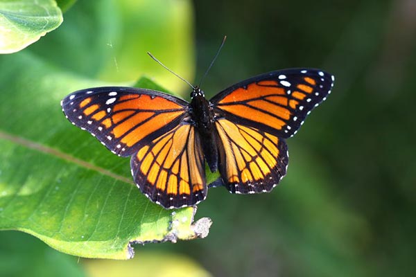 viceroy butterfly