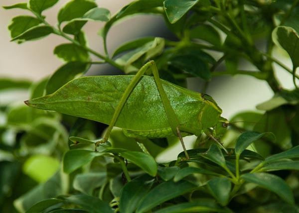 katydid