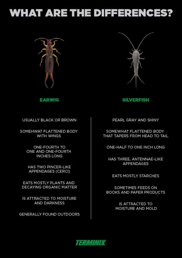 are-earwigs-silverfish-the-same