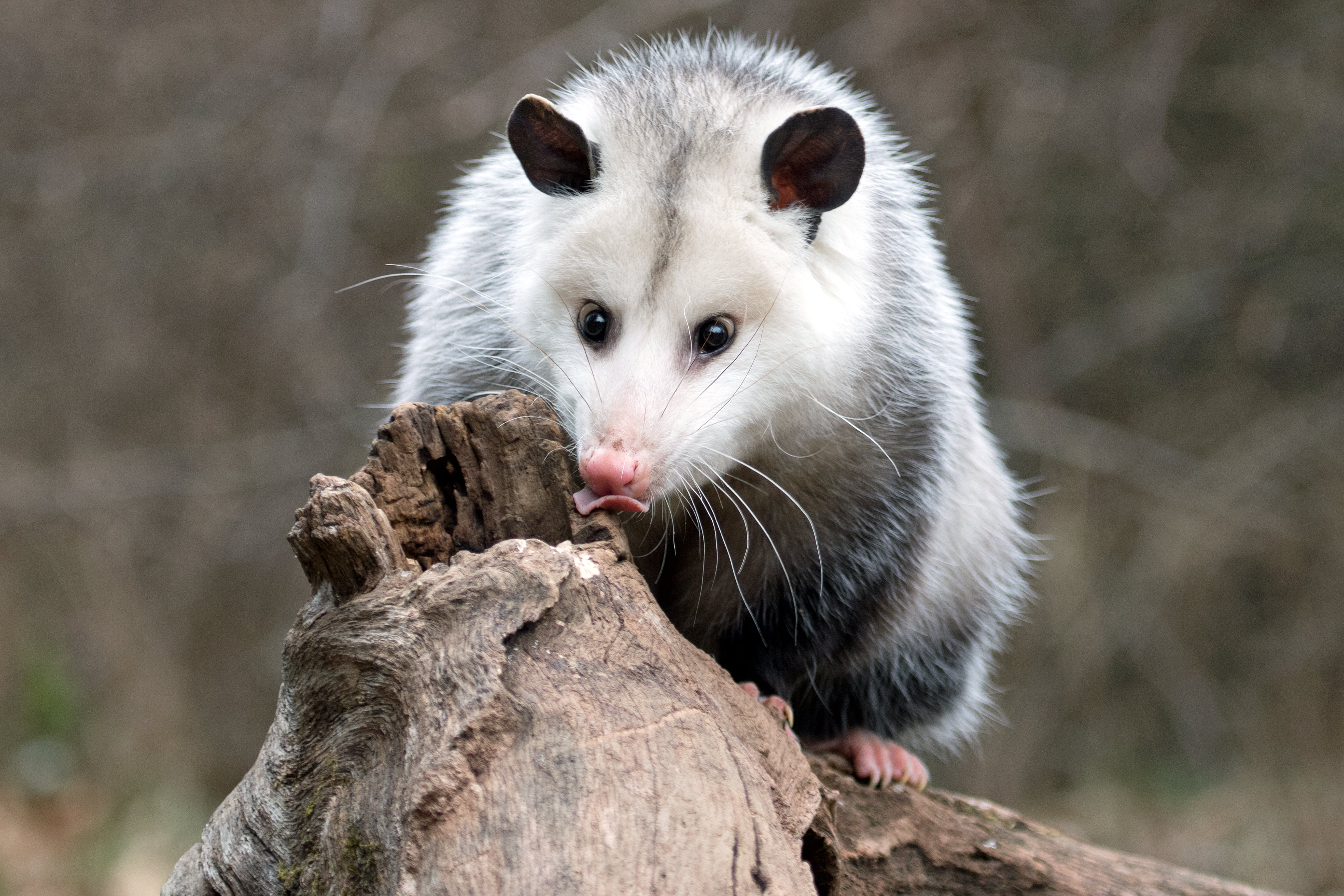 opossum on a log