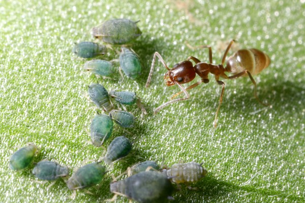 argentine ants tmx