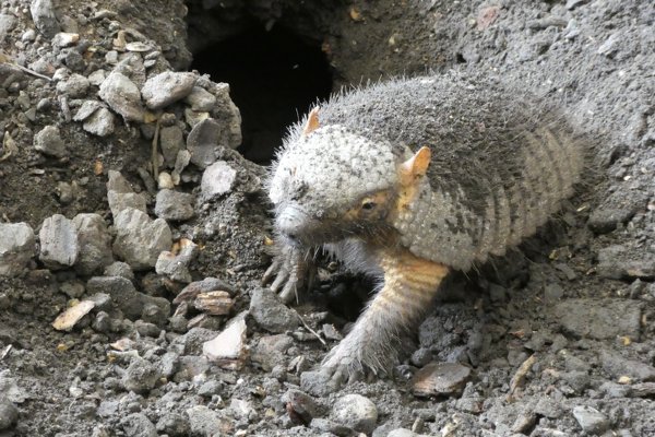armadillo burrow
