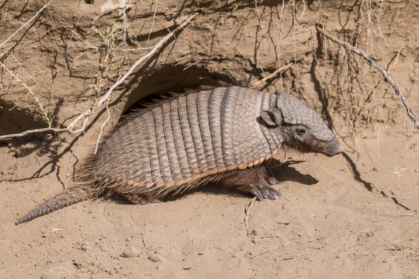 armadillo