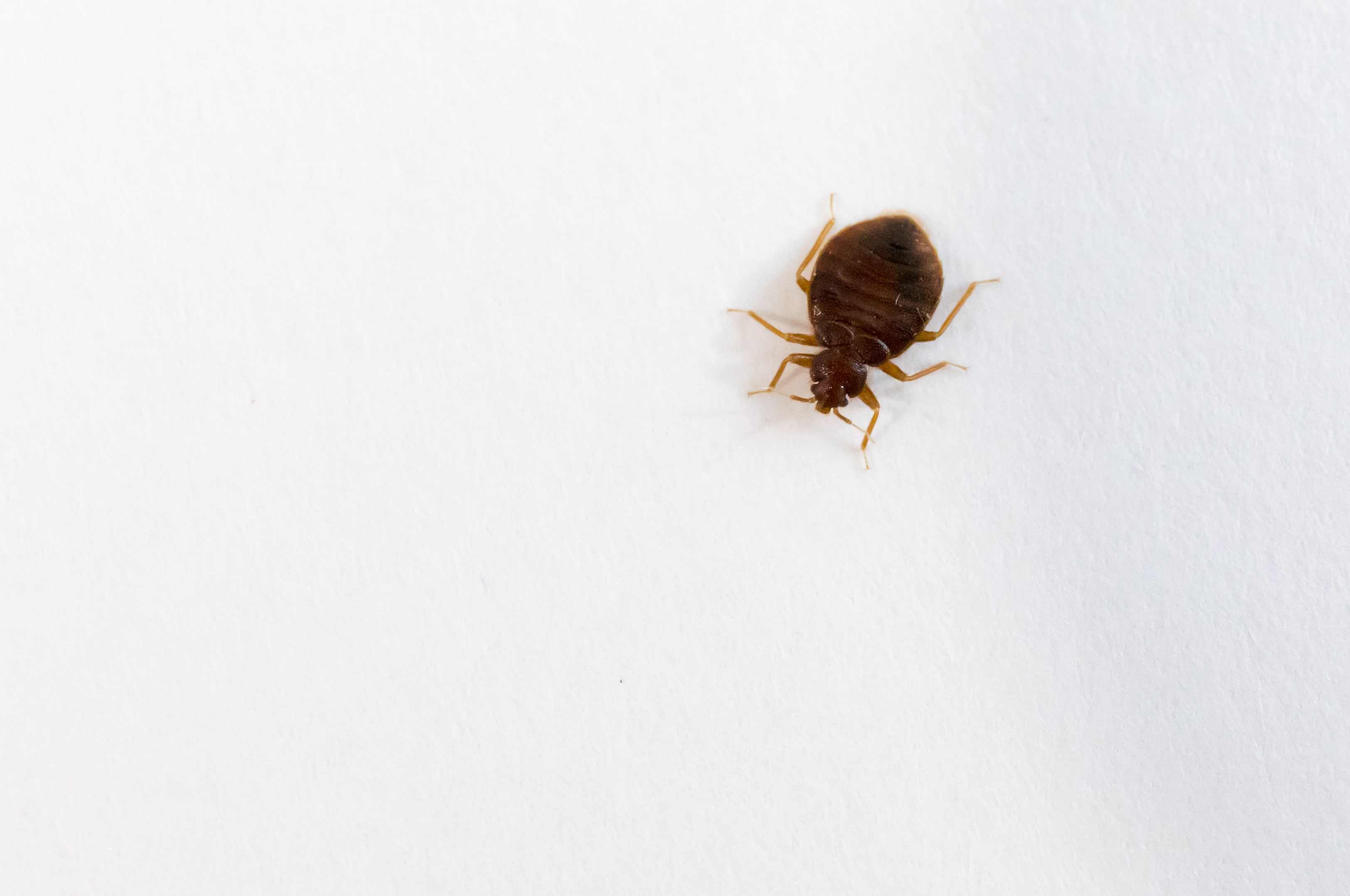 bed bug on sheet