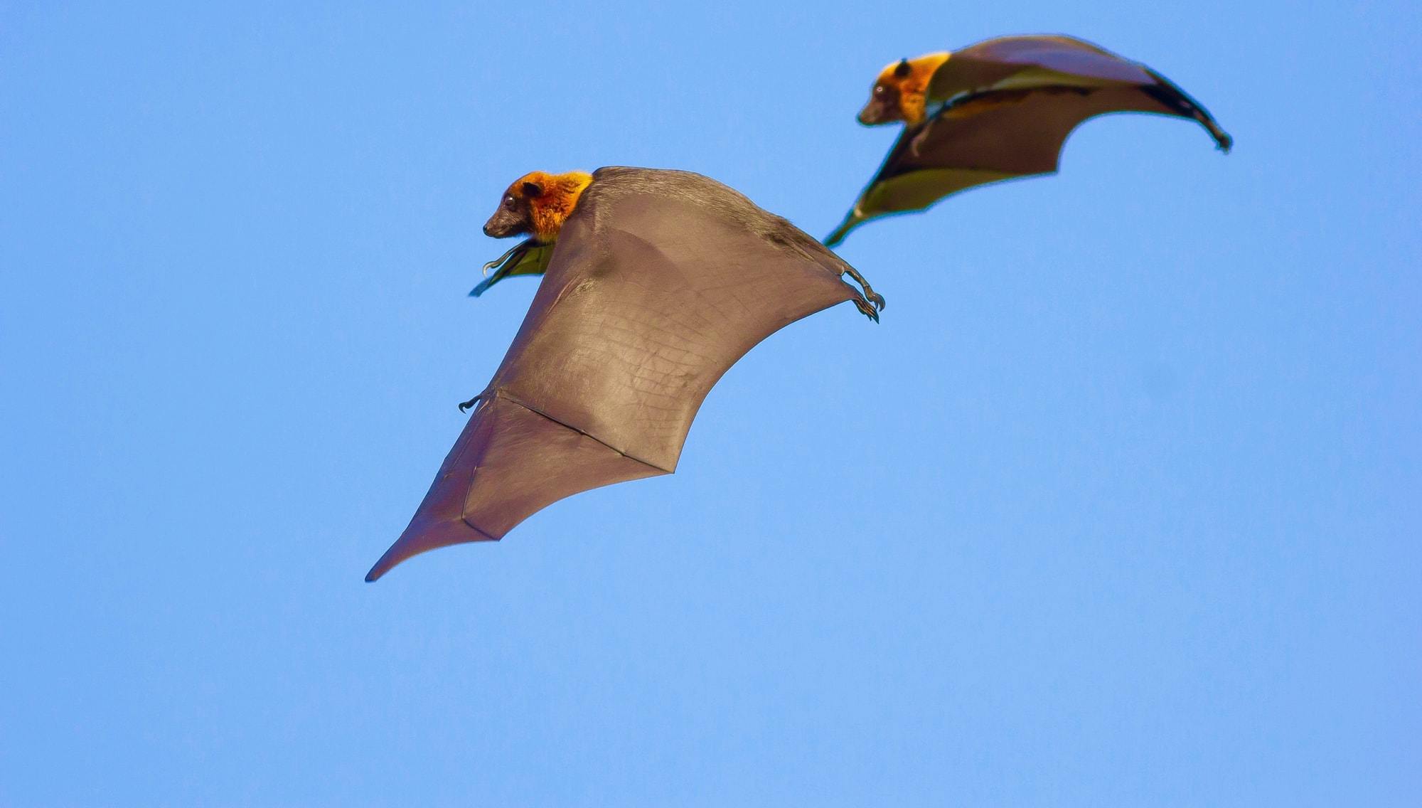 bats-flying-main