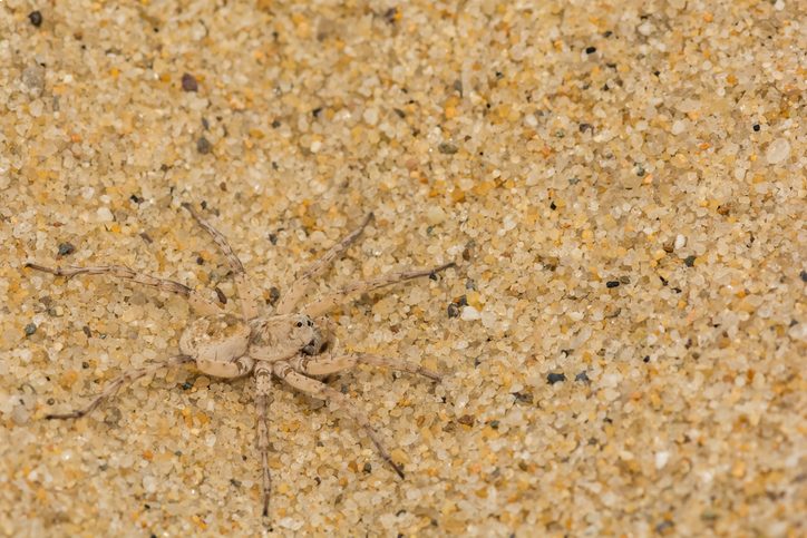 a beach wolf spider on sand