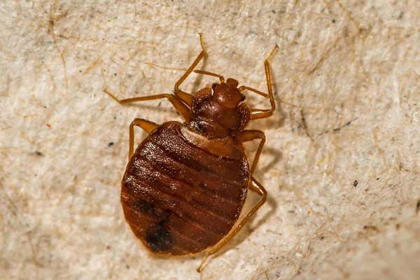 close up of a brown bed bug