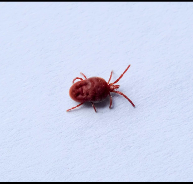 red velvet mite