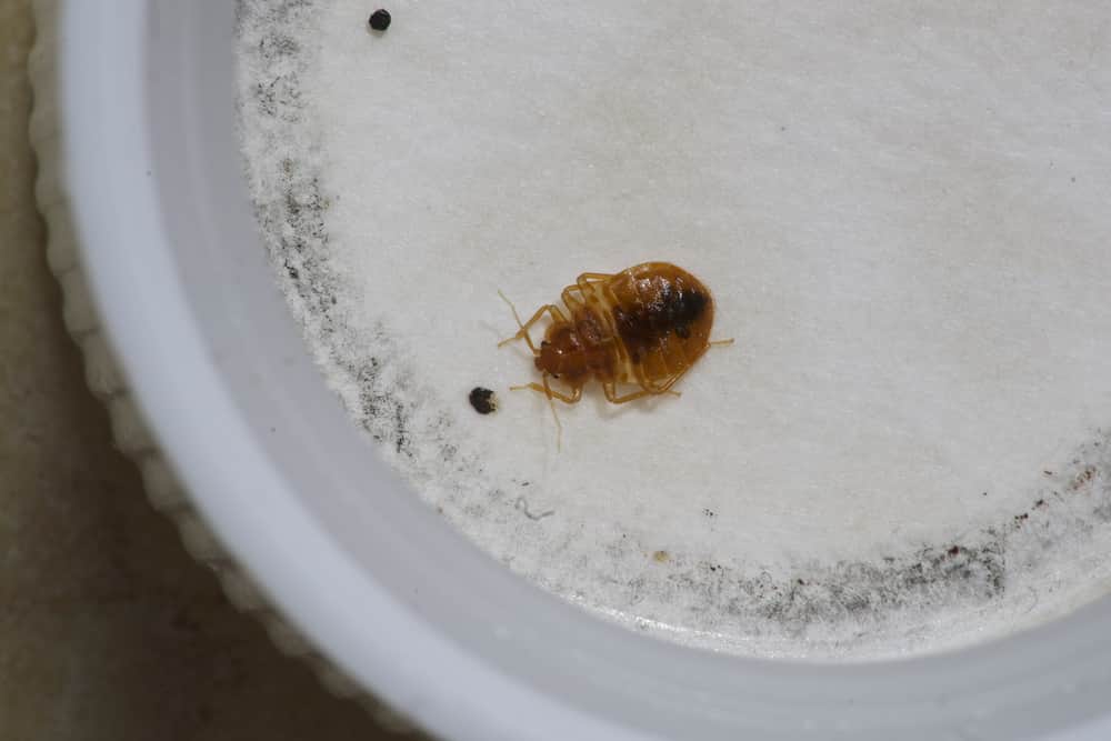 Bed bug detector