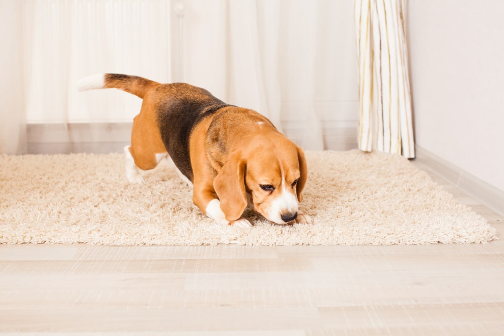 bed-bug-dog