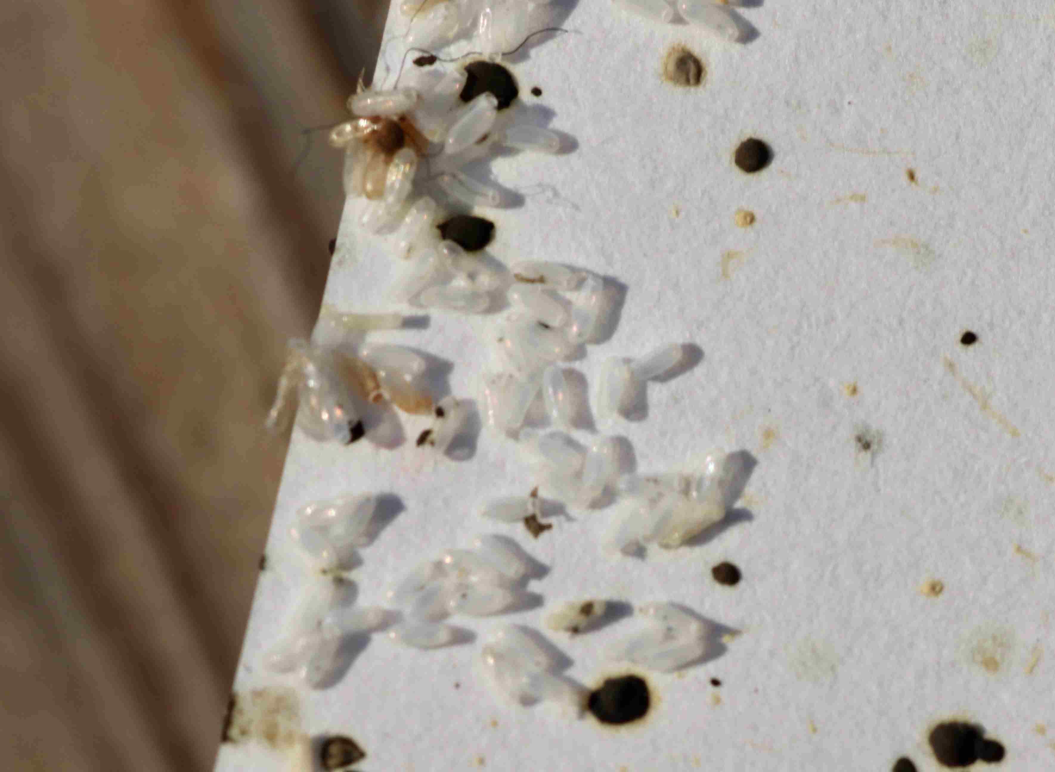 close up of bed bug eggs