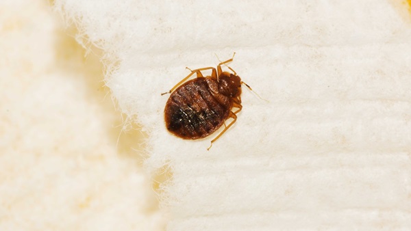 magnified bed bug