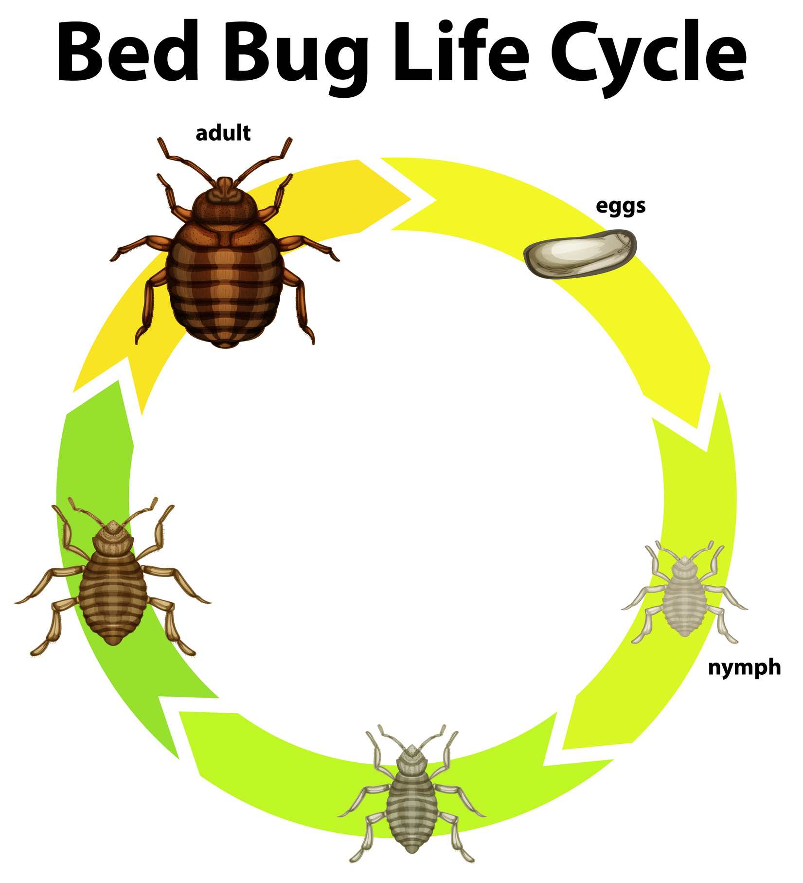 bed bug life cycle diagram showing the different phases