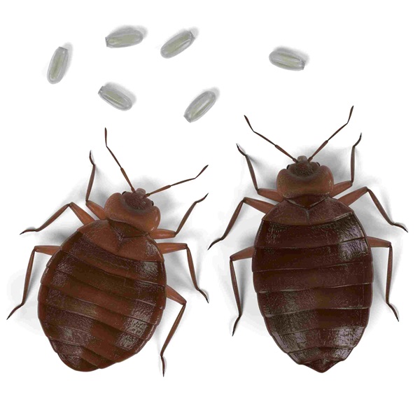 side by side female and male bed bugs