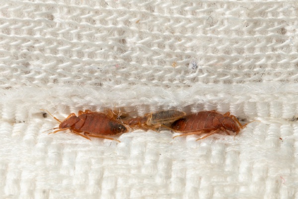 bed bugs in mattress crevice