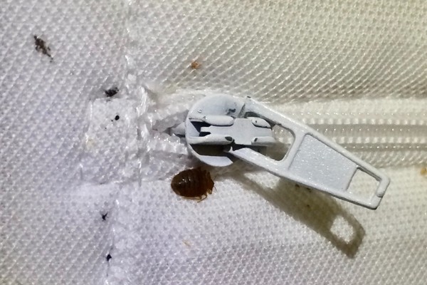 bed bug near zipper