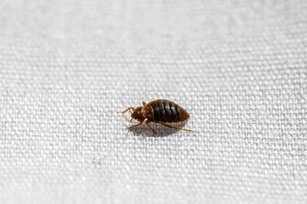 bed bug on cloth