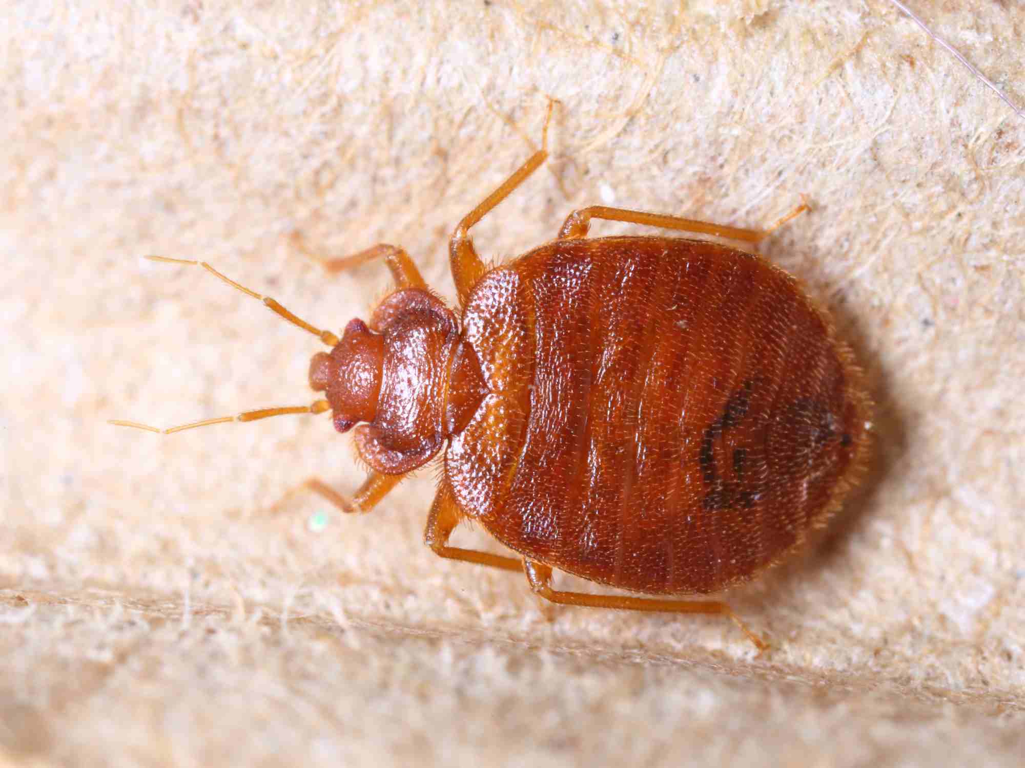 close up of a red bed bug