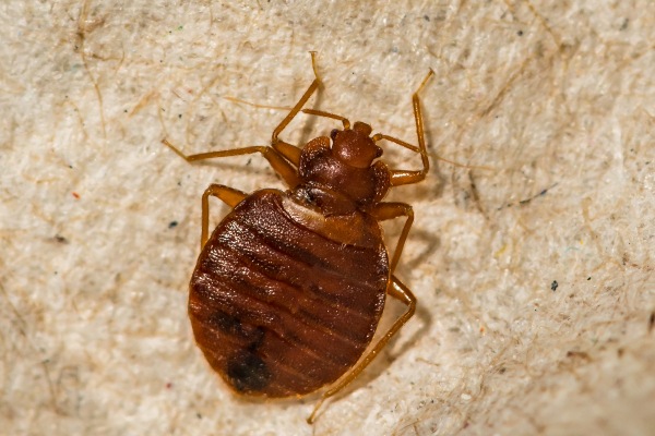 bed bug visual
