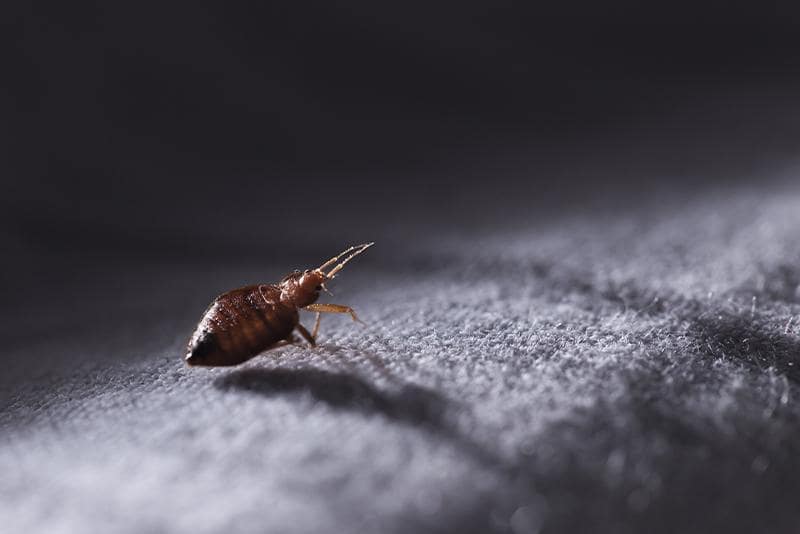 bed bugs in hotels