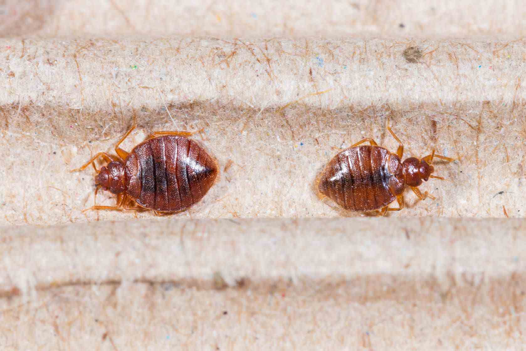 bed bugs