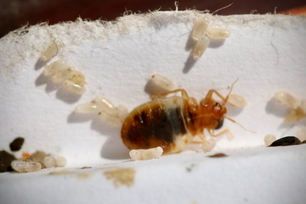 bed bugs with bed bug eggs