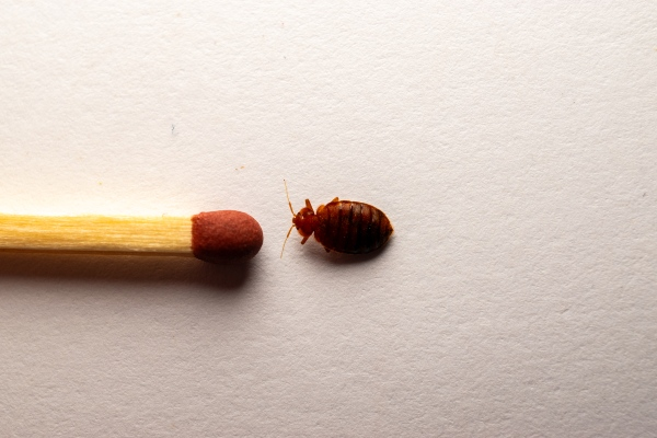 bed bug identification