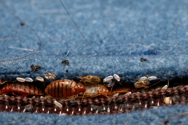 bed bug infestation