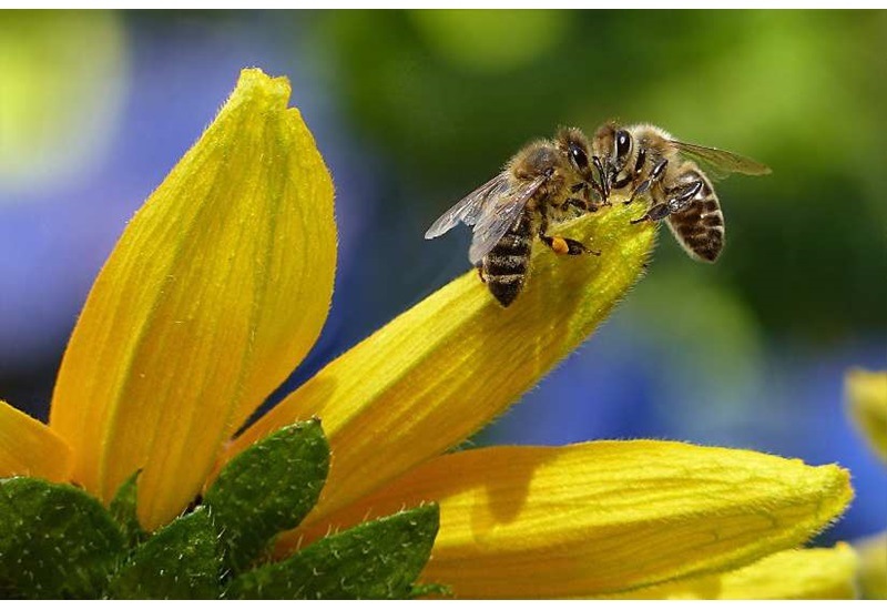 bee on a flower petal