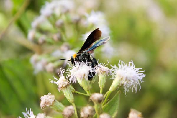 honey bee identification