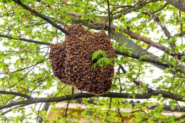 swarm of bees