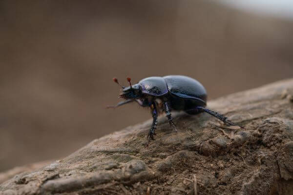 beetle on piece of wood