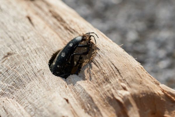 Asian Longhorned Beetle climbing out of a wooden log