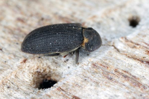 asian-lady-beetle